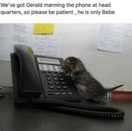 Cat Memes